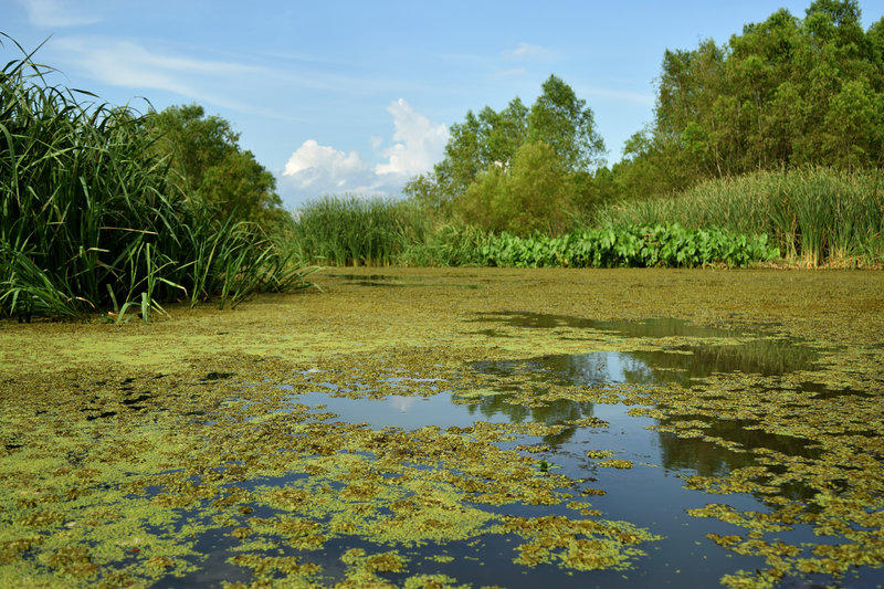 A swamp in Breton Basin. 