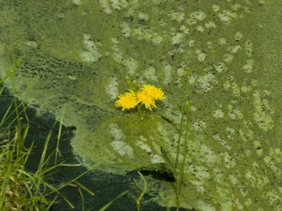 Who would have thought pond scum could be the key ingredient in green fuel?