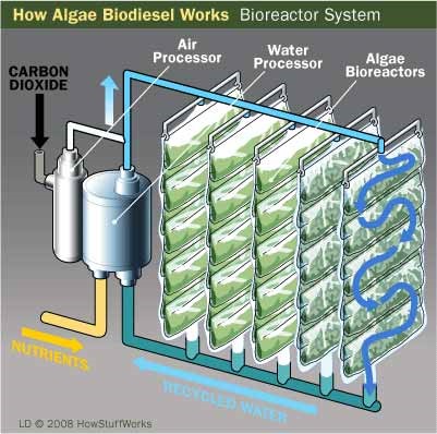 How Algae Biodiesel Works: A Bioreactor System