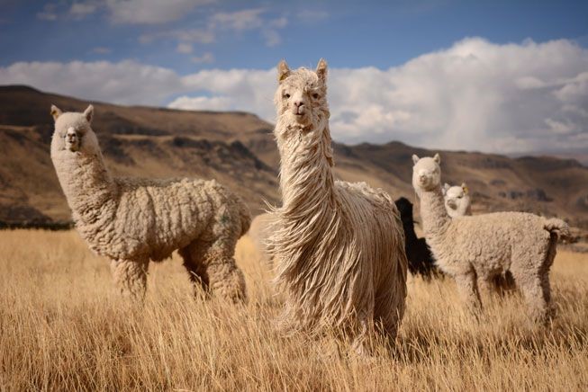 Alpacas stand in along a windy ridge on Peru