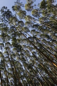 eucalyptus-tree