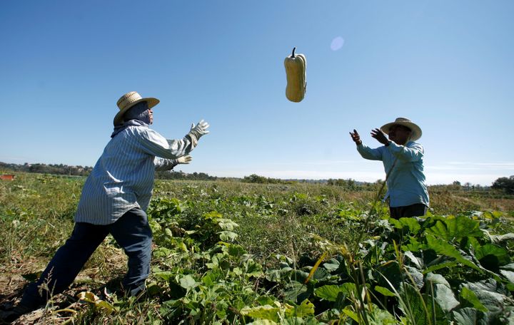 Farm workers harvest squash from the Chino Farm in Rancho Santa Fe, California, U.S. on October 3, 2007