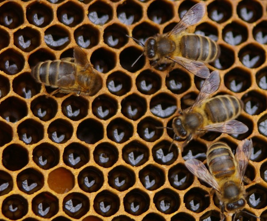 morgan freeman, bees, beekeeping, bee populations, bee die-offs, pollinators, bee sanctuary