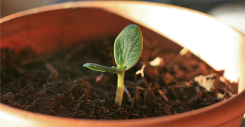 Mystery-Seedling-Cropped-500w