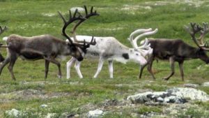 reindeer-jpg-662x0_q70_crop-scale