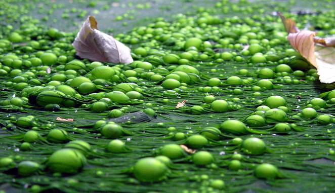 Algae bloom