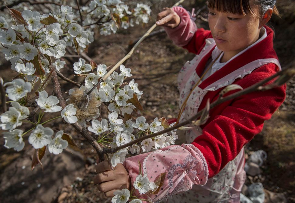 Chinese farmer He Meixia, 26, pollinates a pear tree.