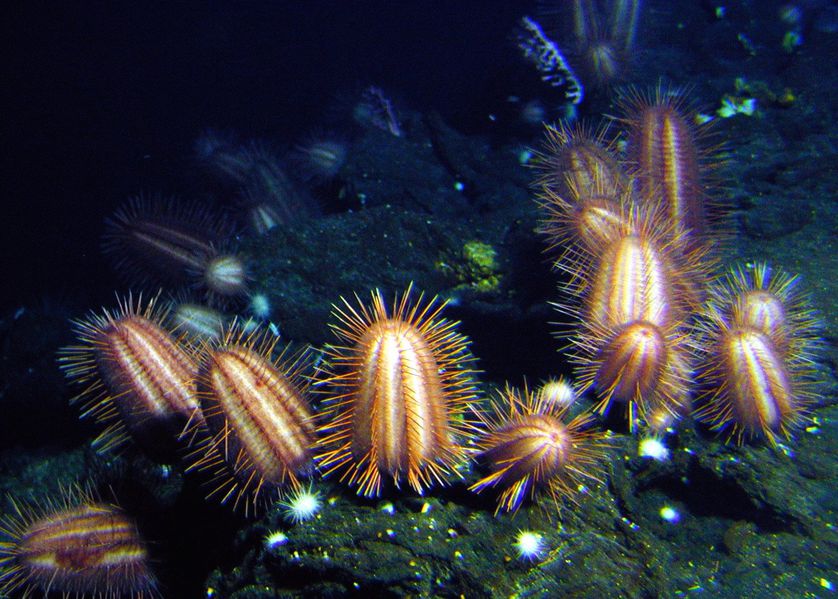 deep-sea urchins