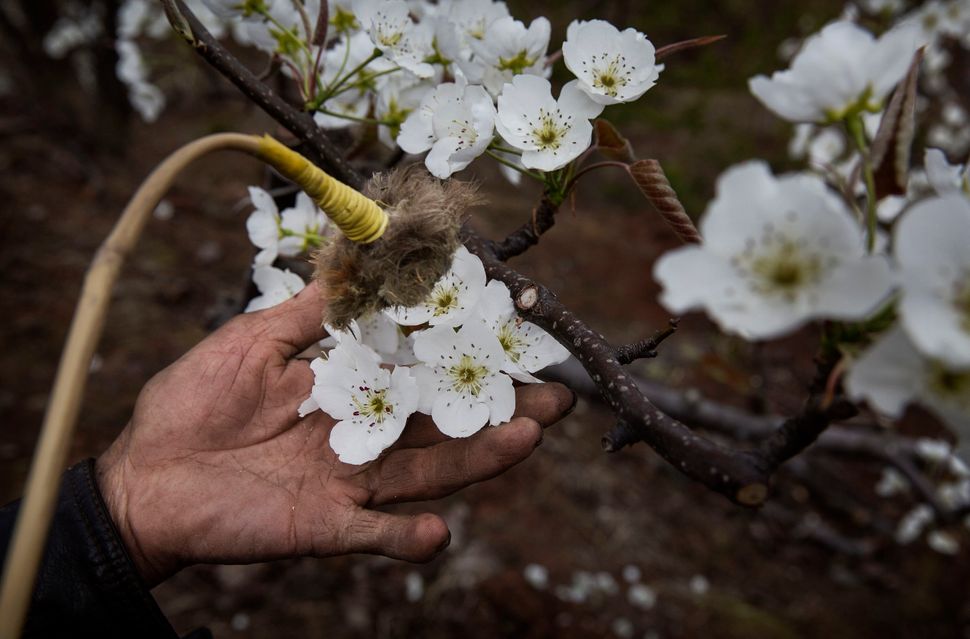 Farmers pollinate each&nbsp;pear blossom individually.