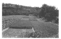 FIGURE 41-1. A traditional small farm system in Tlaxcala, Mexico, exhibiting a corn-alfalfa strip-cropping pattern, borders of Maguey and Capulin trees, and a number of wild plants both within and around the crop area.