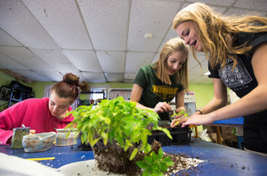 WALDOBORO, MAINE -- 04/27/2016 -- Medomak Valley High School students Briana Luce, Riley Arbour and Cassidy Dever pot heirloom tomatoes during a horticulture class on Wednesday. With more than 800 varieties in its seed bank, the school's Heirloom Seed Project is the oldest and one of the largest high school-based seed saving programs in the country. Micky Bedell | BDN