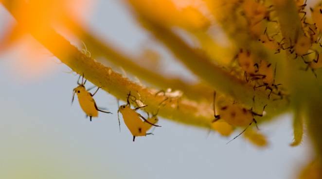 yellow aphids
