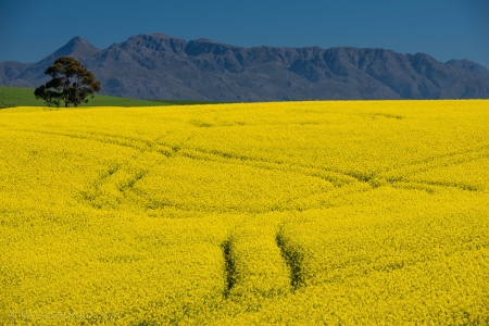 Canola, pictured here, is one of several oilseed crops used to make biofuels. Grow Bioplastics plans to turn the lignin waste from this process and from paper mills into biodegradable mulch films for agriculture.