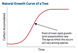 Carbon curve