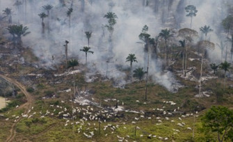 Forest Fires in the Amazon