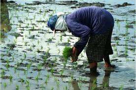 Image result for Seeding the Way with Systems of Rice Intensification in Cambodia