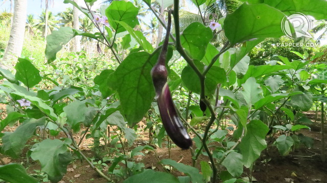 INTERCROPPING. Eggplant is just one of the many crops coconut farmers can grow in between their trees. 