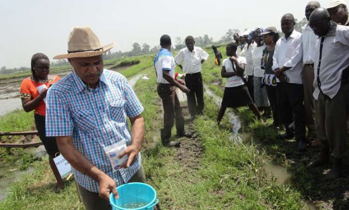 Mr Kyshan Rao, an Indian engineer and farmer, shows farmers how to select good planting seeds in Ahero Irrigation Scheme, Kisumu County. @ ANITA CHEPKOECH  