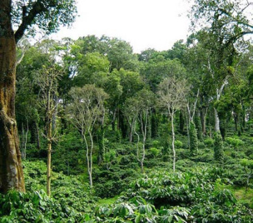 shade-grown-coffee easy ways to go green