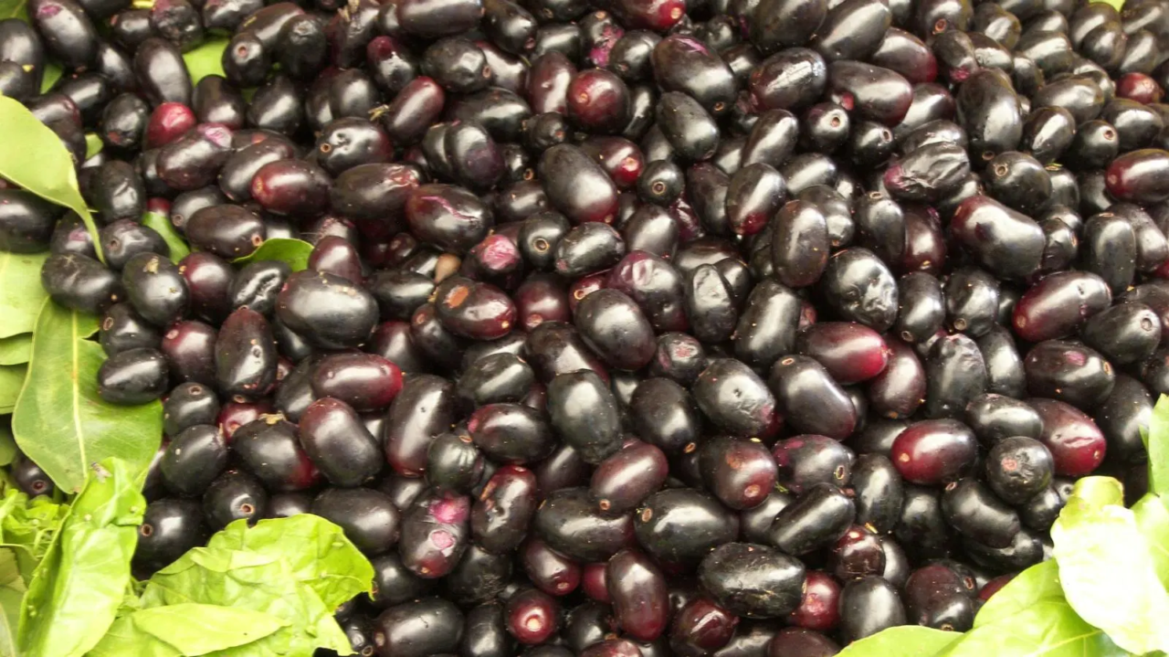 A Delicious Indian Berry Contains A Crucial Ingredient for Creating